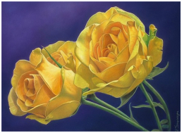 Les roses jaunes - pastel sec - taille : 27 x 37cm (disponible)