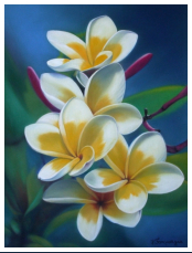 Fleurs de Frangipanier - pastel sec - taille : 30 x 40cm