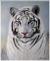 Tigre blanc - pastel sec - taille : 36 x 30 cm (disponible)