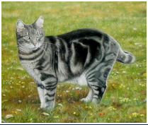 Le chat Miki - pastel sec - taille : 30 x 35cm (indisponible)