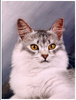 Le chat - pastel sec - taille : 38 x 30cm (indisponible)