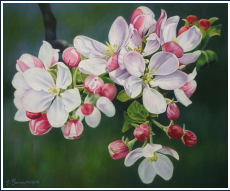 Fleurs de pommiers - pastel sec - taille : 32 x 40cm (disponible)