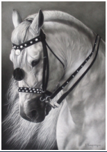 White Beauty - dessin crayons pastels - taille : 45 x 32 cm (indisponible)