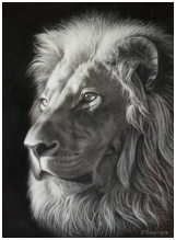 Le lion - pastel noir et blanc - taille : 40 x 30 cm (disponible)