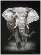 L'éléphant - pastel noir et blanc - taille : 30 x 40 cm (indisponible)