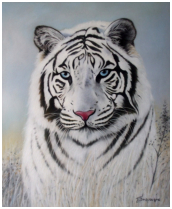 Tigre blanc - pastel sec - taille : 36 x 30 cm (disponible)