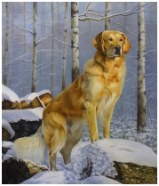 Le golden Reitriever - pastel sec - taille : 38 x 32 cm (disponible)