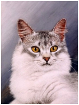 Le chat - pastel sec - taille : 38 x 30cm (indisponible)